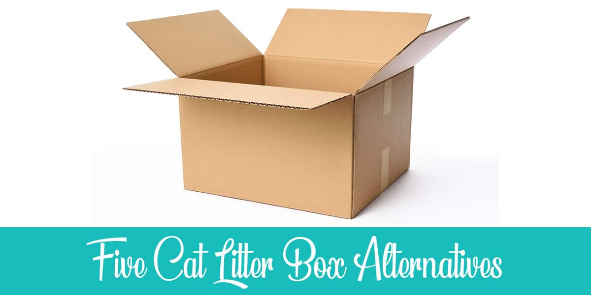 Litter Box Alternatives for Cats