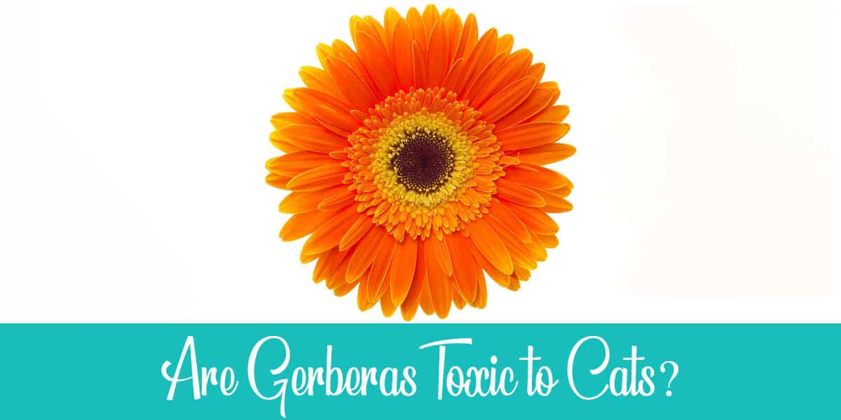 Are Gerberas Poisonous to Cats
