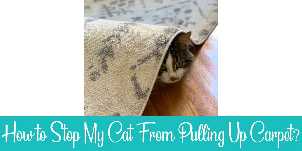 How to Stop a Cat From Pulling up the Carpet