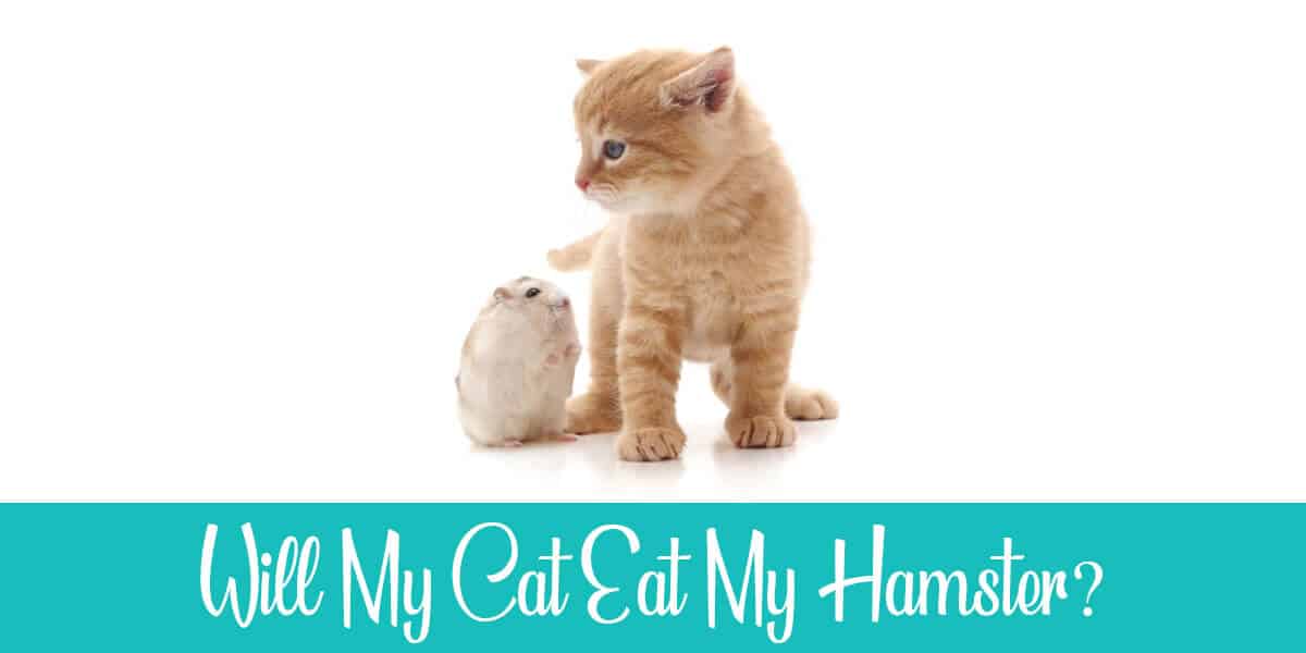 Will my cat eat my hamster