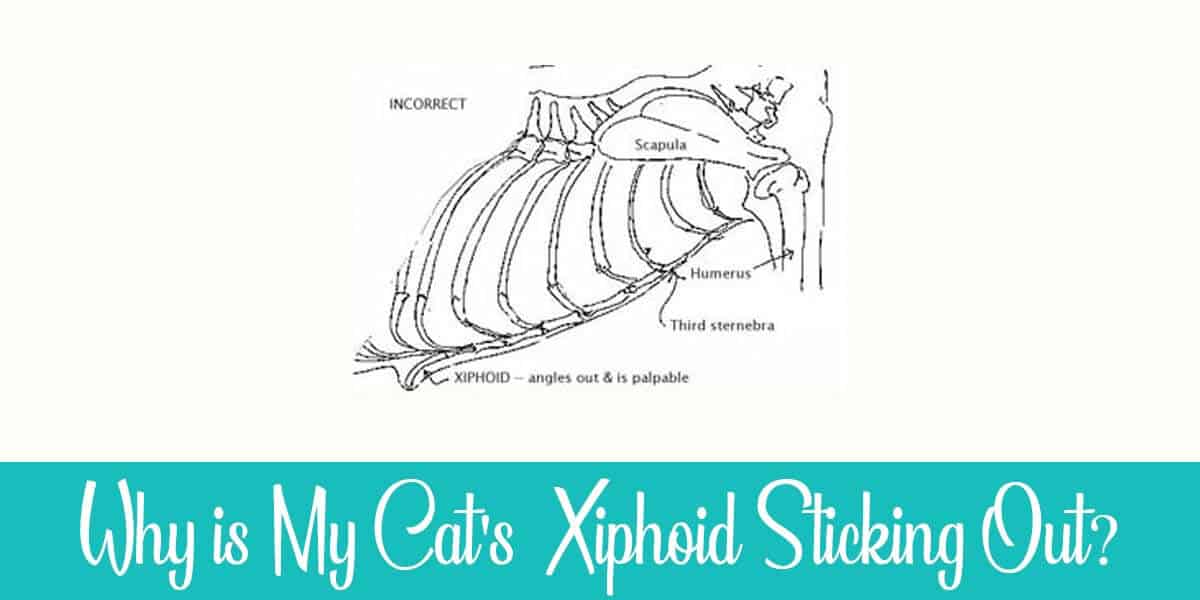 Cat's Xiphoid Sticking Out