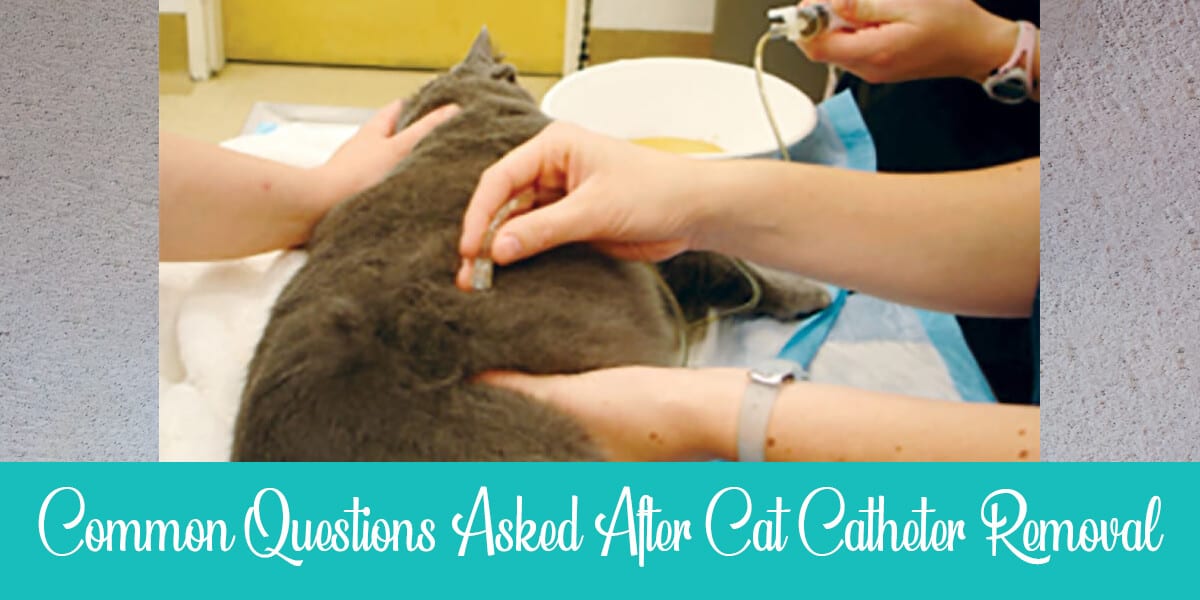 Cat Catheter Removed (Common Recovery Questions)
