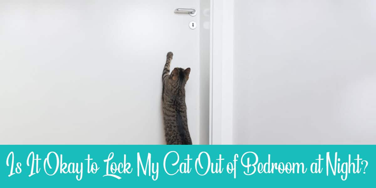Locking Cat Out Of Bedroom At Night