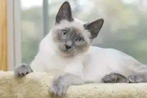 punto de foca de gato siamés