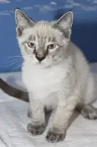 32+ Lynx point siamese kittens for sale california Funny Cats Life
