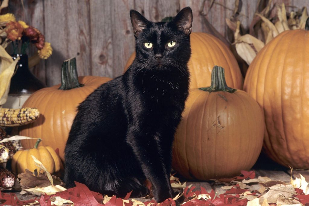 Top Cat Halloween Costumes for 2020  Siamese of day