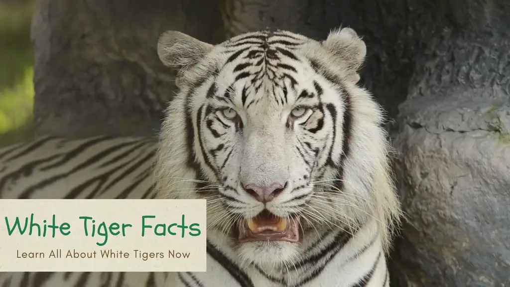 Tiger Facts for Kids  Classroom Learning Video 
