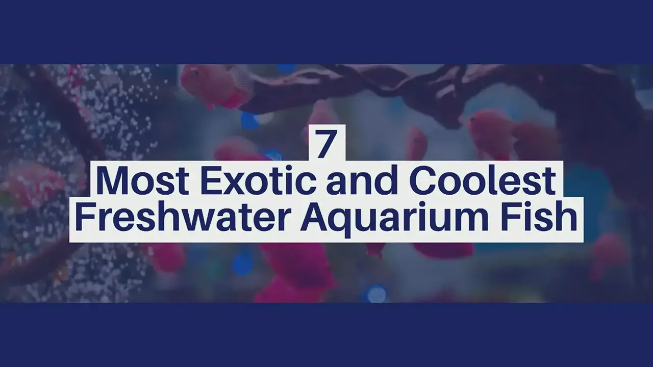 Aqua Treasures: Top 10 Most Expensive Fishes in the World - Enterprise Apps  Today