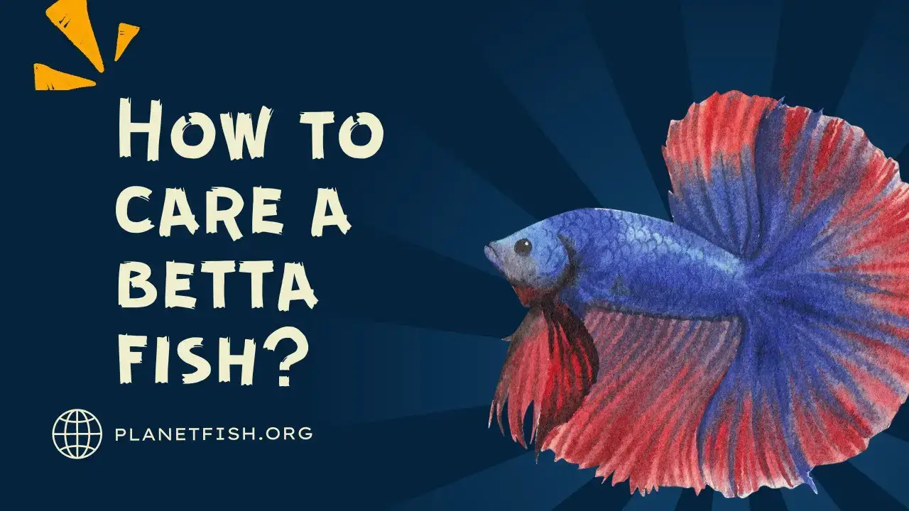 Betta (Siamese Fishing Fish): Fish Species Profile