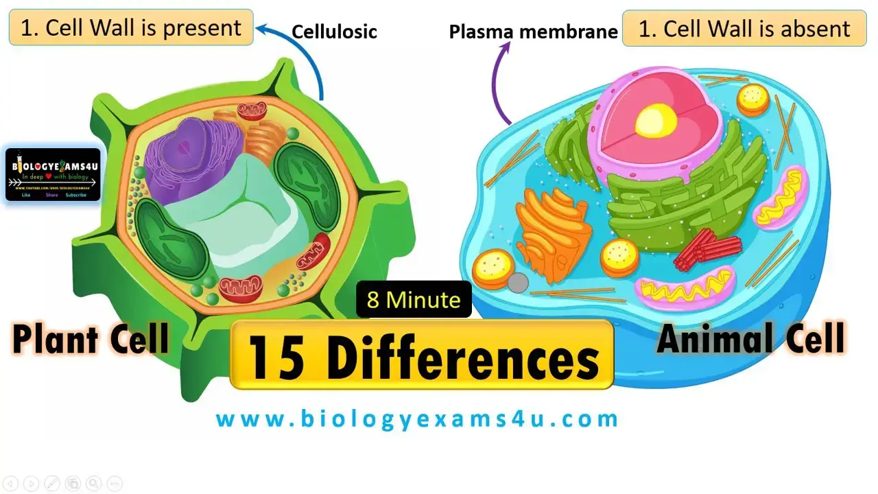 Difference Between Creepers and Climbers Plants (with Comparison Chart) -  Bio Differences