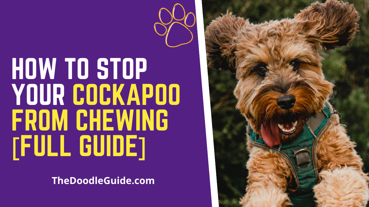 cockapoo chewing