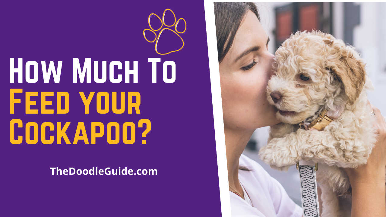 cockapoo not eating