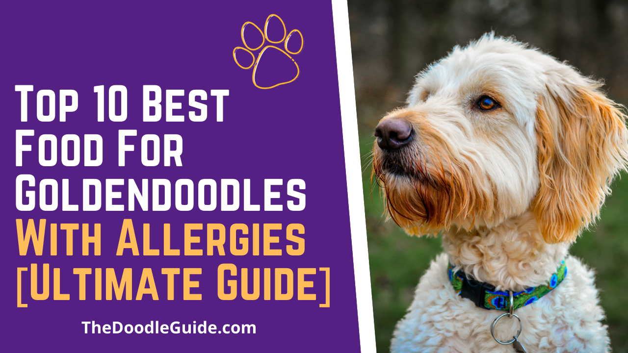 common goldendoodle food allergies