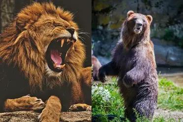 grizzly bear vs lion size