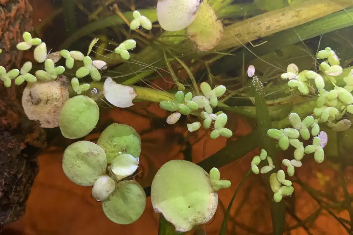 why is my duckweed dying scaled