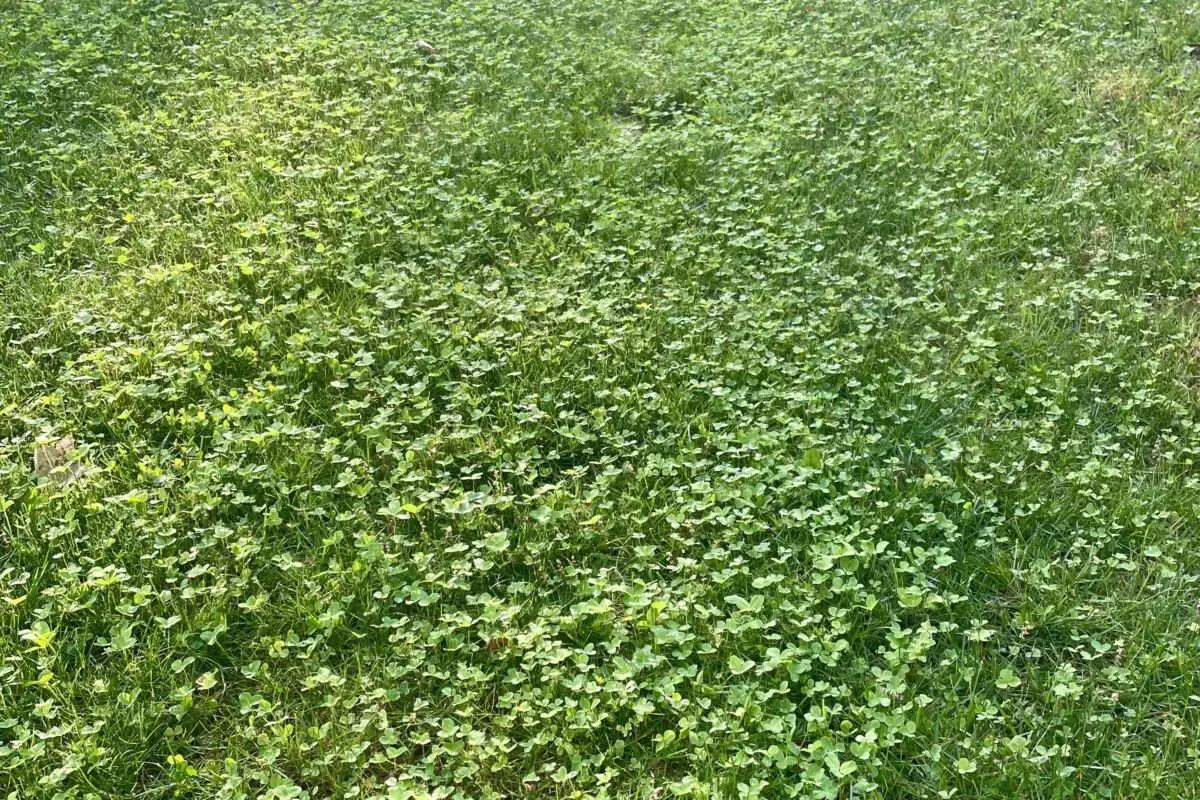 Can You Plant Clover in the Spring
