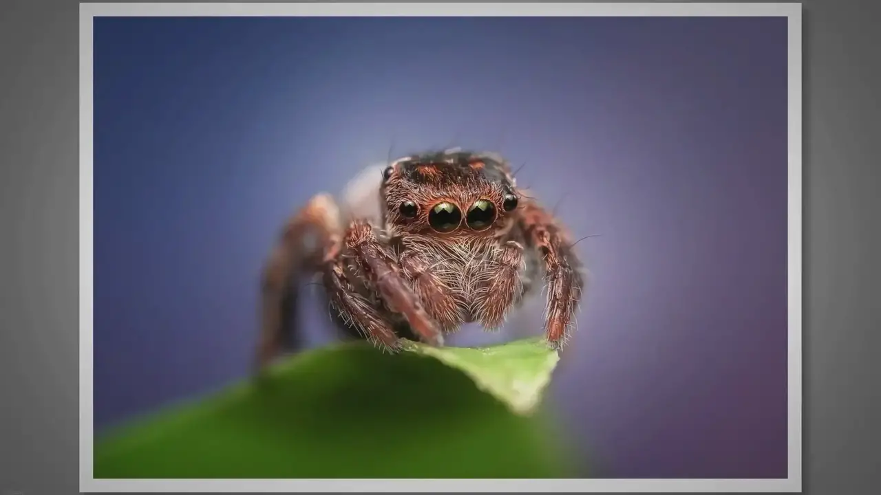 Jumping Spider Fun Facts