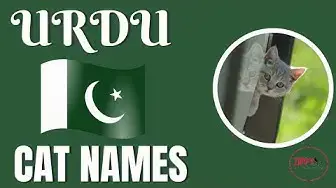 Zidan name meaning in urdu & English with lucky number