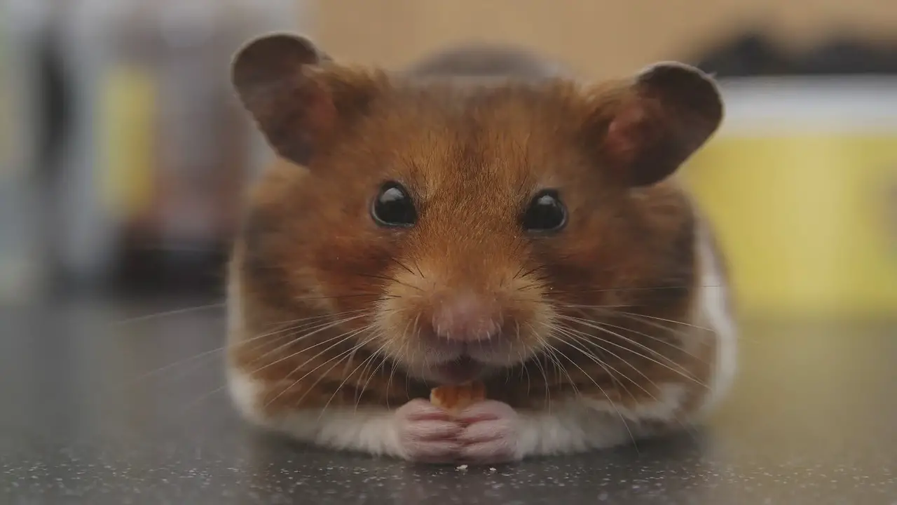 Siberian brown lemming - Facts, Diet, Habitat & Pictures on