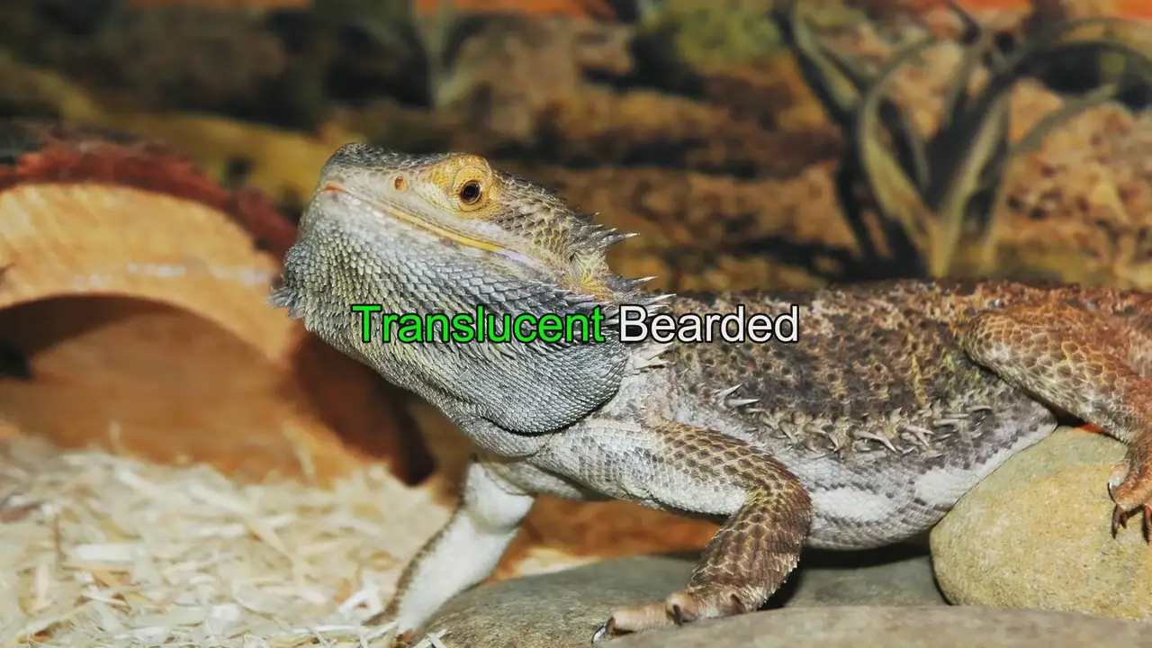 Bearded Dragon Facts: Types, Colors, Variations & Lifespan - XYZReptiles