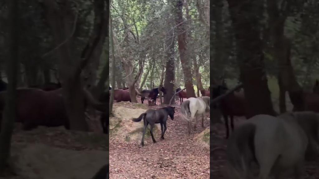 'Video thumbnail for 🔴 New Forest Ponies in the Forest Today'