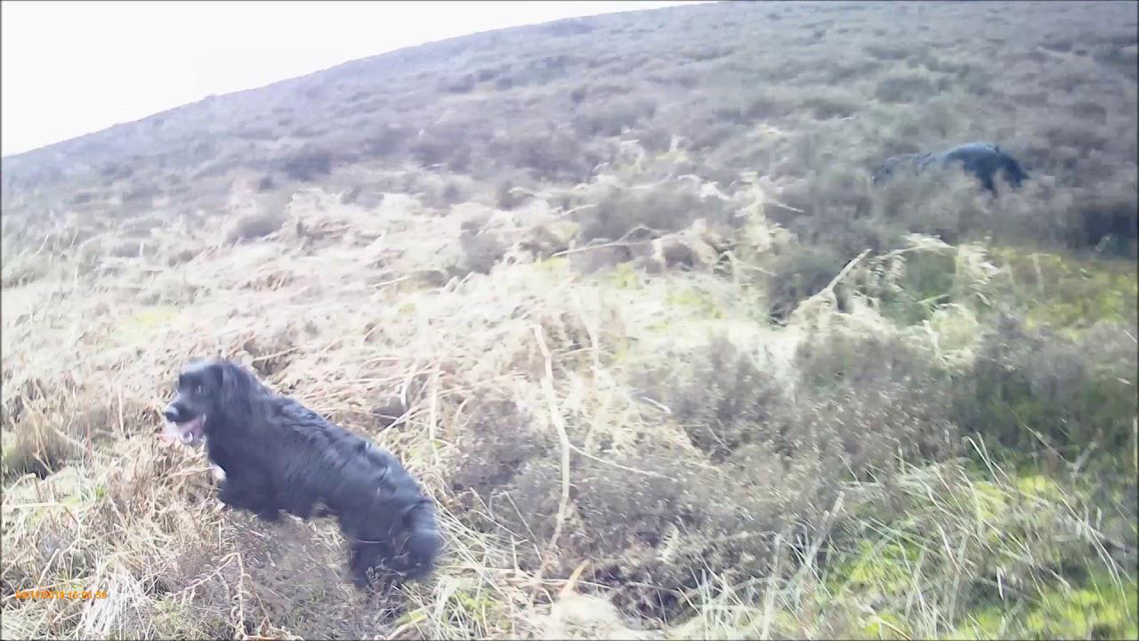 'Video thumbnail for Cocker Spaniel Direction Training Handling'