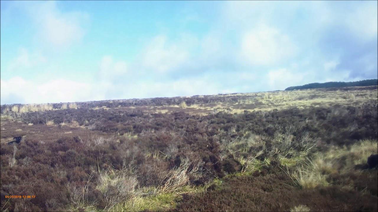 'Video thumbnail for Cocker Spaniels flushing grouse on the fell.'