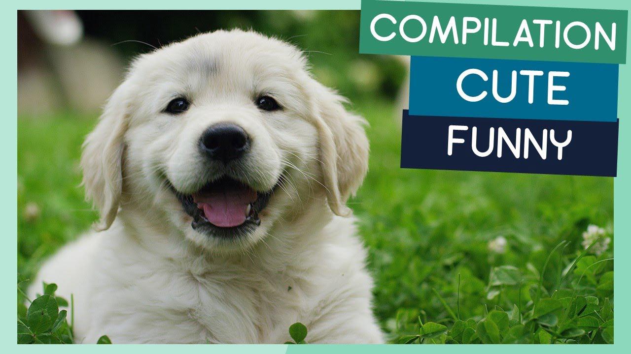 'Video thumbnail for Golden Retriever Compilation: Cute Puppies, Funny Dogs & Tricks'