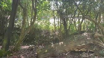 'Video thumbnail for 🔴 A Dog Walk in the New Forest Sway Brownhill #newforest #hampshire #bournemouth'
