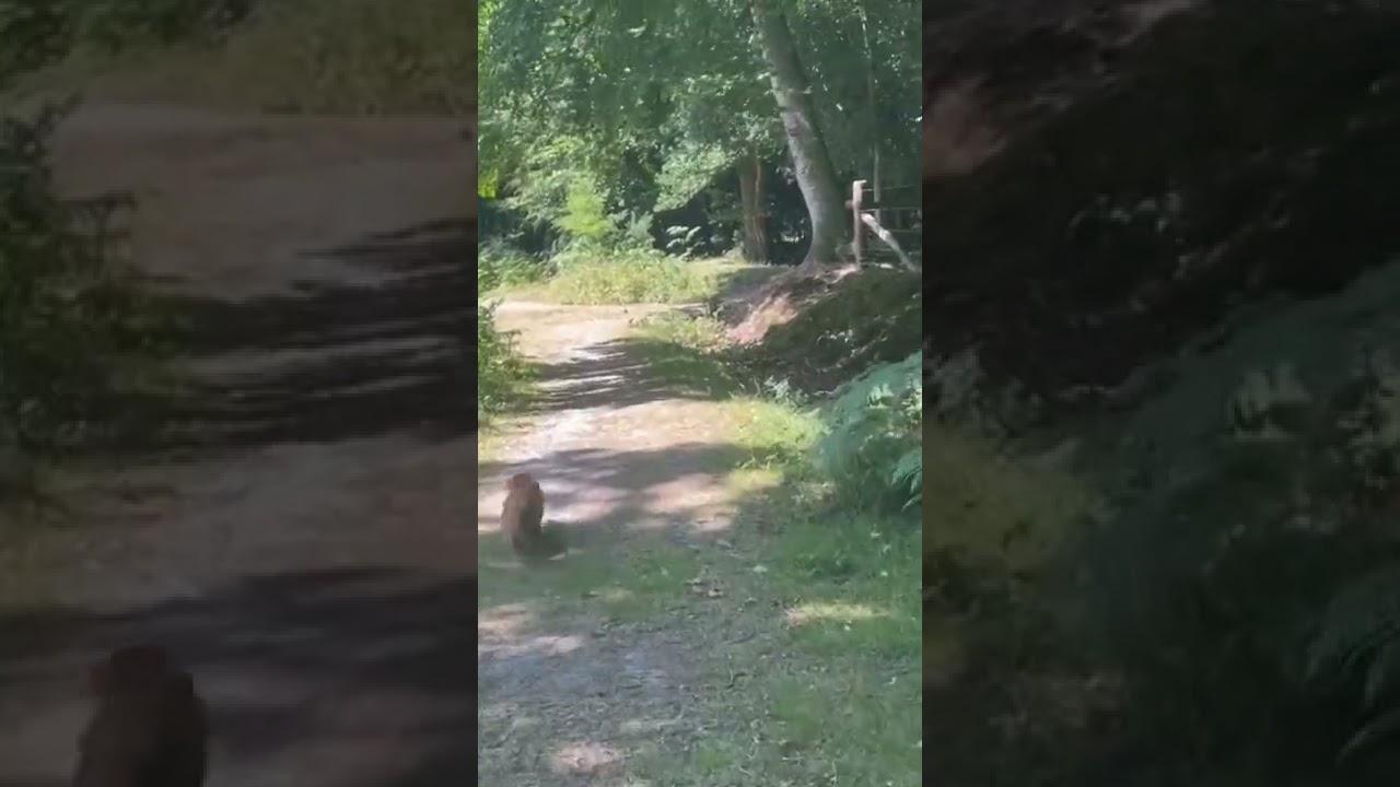 'Video thumbnail for 🔴 Dog Walk in the New Forest Sway'