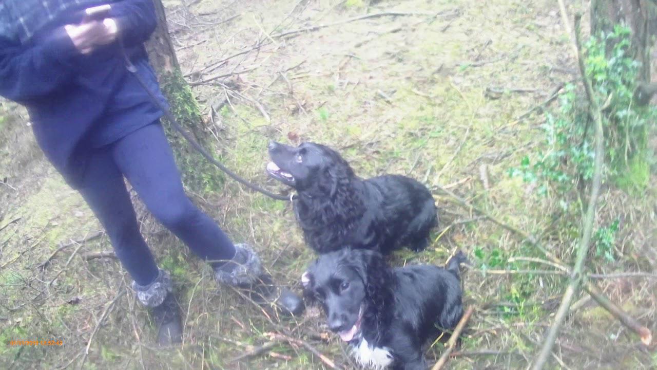 'Video thumbnail for Nimrod the Cocker gets his retrieve right'
