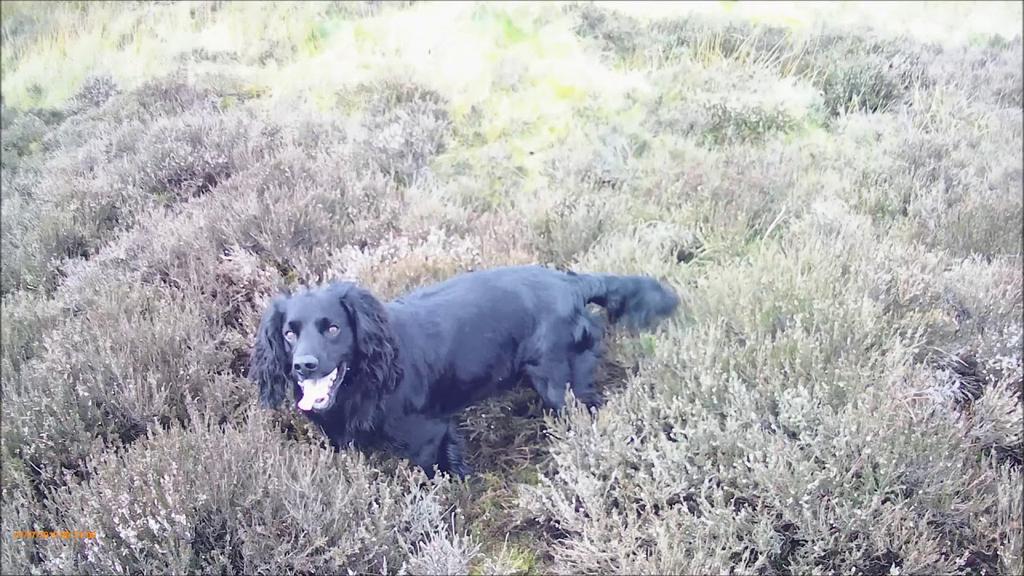 'Video thumbnail for Cocker Spaniels Hunting in the Heather'