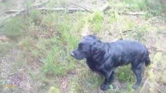'Video thumbnail for Cocker Spaniel Blind Retrieve'