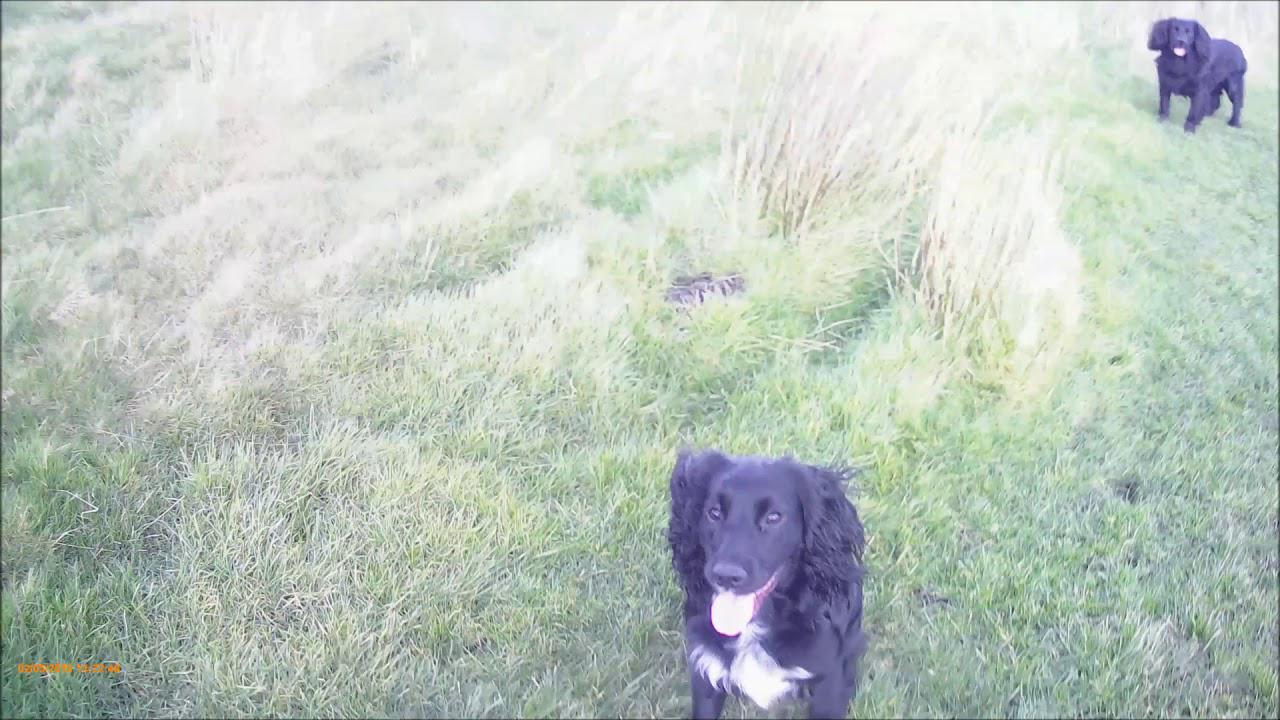 'Video thumbnail for Cocker Spaniel Get Back Command'
