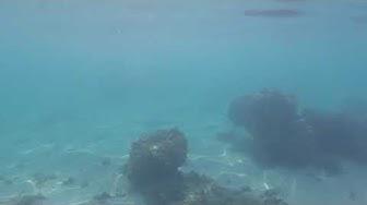 'Video thumbnail for The best snorkeling beach in Tahiti lagoon paradise'