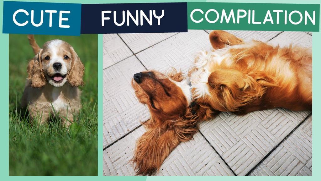 'Video thumbnail for Cocker Spaniel Compilation: Cute Puppies, Funny Dogs & Tricks'
