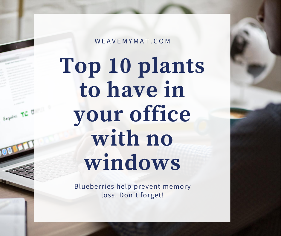 Top 10 plants to have in your office with no windows