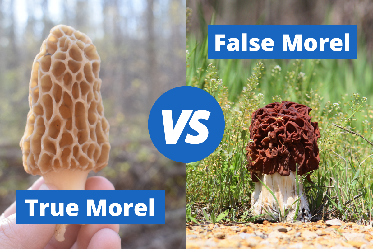 False-Morel-vs-Morel
