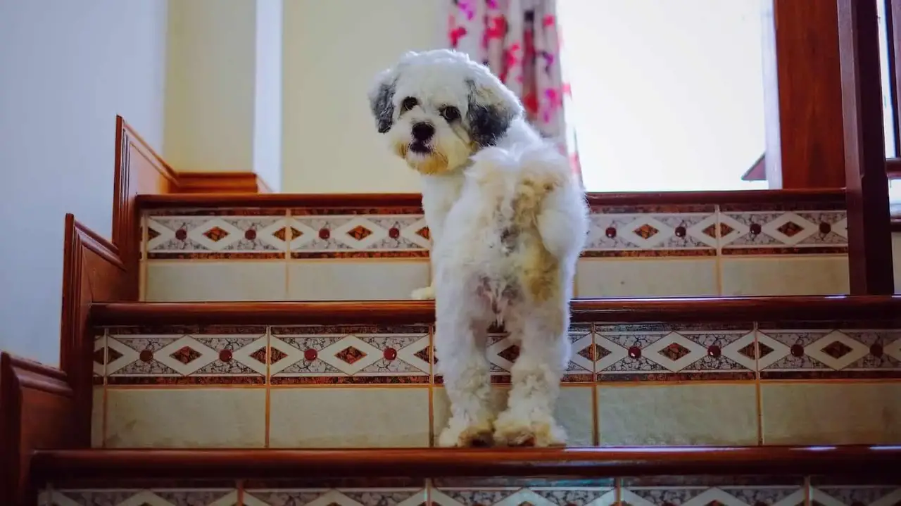 Can Shih Tzus Climb Stairs Is It Good Exercise For Them Whisker Pals