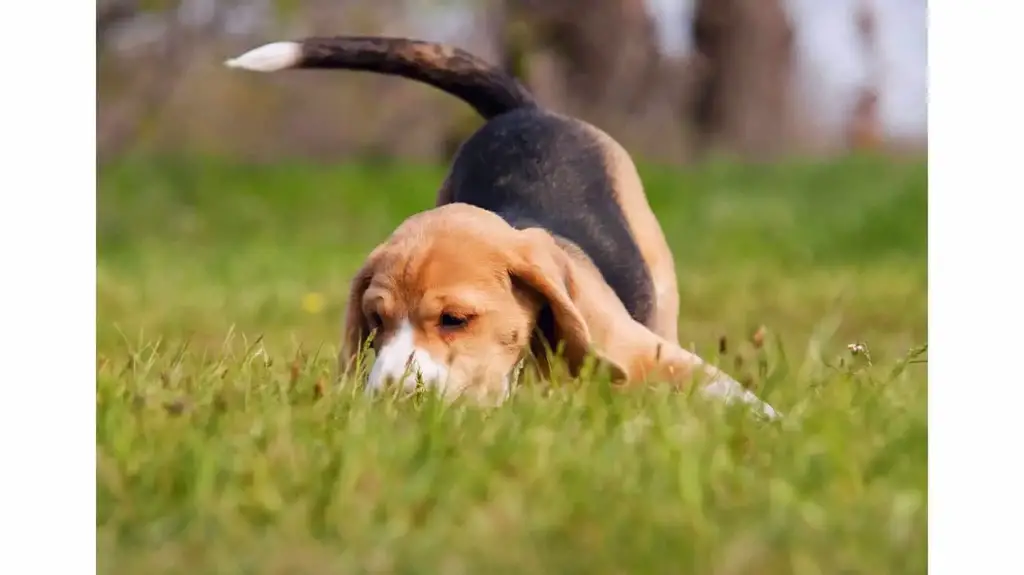 Beagle (13 inch), 2019 National Dog Show, Hound Group - NBC Sports