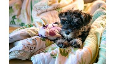 how much sleep does a miniature schnauzer need