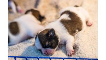 do white puppies change color