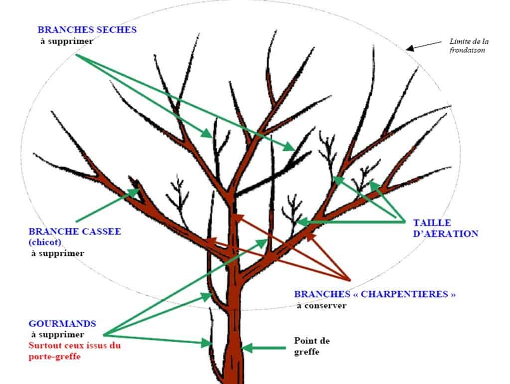 taille fructification citronnier