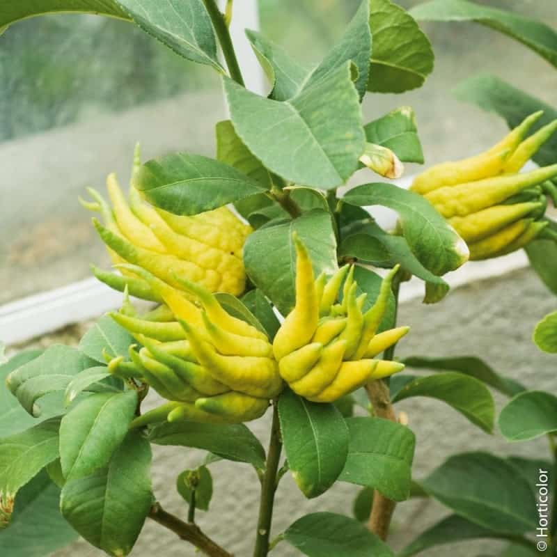 citronnier boudha