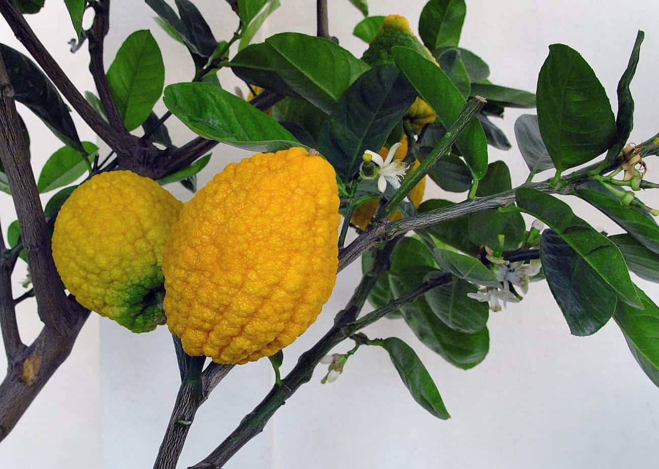 arbre citron cedrat