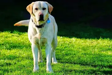 what is the gestation period for labrador retrievers