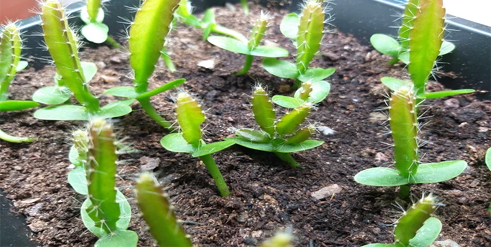 Dragon Fruit Plant Growth Stages  
