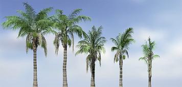 King Palm Vs Queen Palm: Which is the Superior Choice?