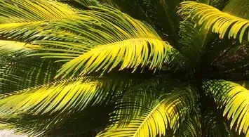 Sago Palm Fungus And Disease