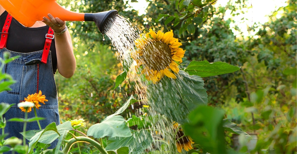 Watering Sunflowers: Proper Techniques And Frequency